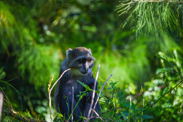 Scimmiette di Zanzibar