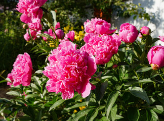 lots of pink peonies in the garden, in the park, on a sunny summer day.