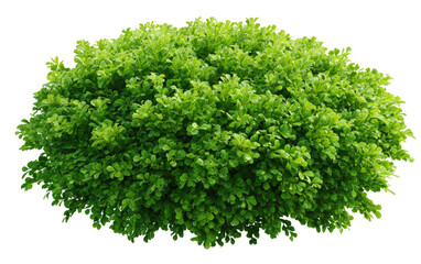 Obraz premium Dense, vibrant green bush with abundant leaves, isolated on a black background