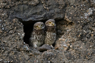 Little owl / Steinkauz (Athene noctua)