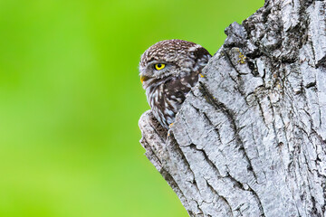 Little owl / Steinkauz (Athene noctua)