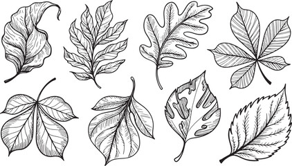 Fototapeta premium Detailed Sketch Leaves Collection Illustration Nature Green Leafy Elements and Graphic