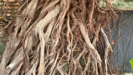 roots of a tree in the wind
