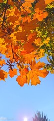 Autumn, fall, maple, leaves, leaf tree, nature backaround, sky blue, orange, yellow, sunlight sun flare, seasonal, vibrant, bright, outdoor park, forest, branch, color, gold, gol