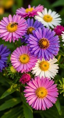 Vibrant Aster Flowers in Full Bloom - A Colorful Floral Display.