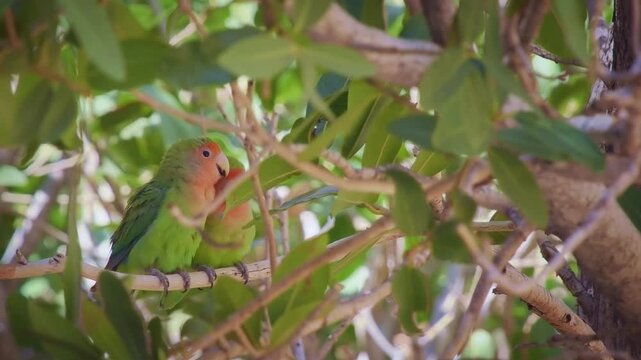 Rosy-faced Lovebird Agapornis roseicollis also Rosy-collared or Peach-faced lovebird, small parrot bird native to the Namibian savanna woodlands, several birds feed and sit in the tree.