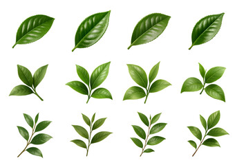 Fresh tea leaves with shine, tea leaves arranged on sprigs and branches, tea leaves in rich green for menus, packaging and wellness visuals, isolated on transparent background for clean design set