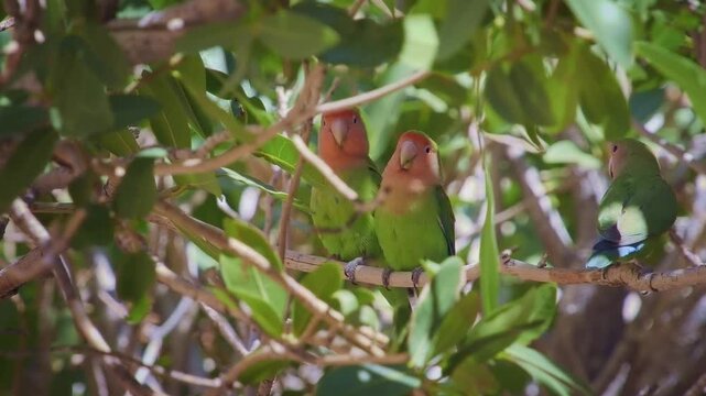 Rosy-faced Lovebird Agapornis roseicollis also Rosy-collared or Peach-faced lovebird, small parrot bird native to the Namibian savanna woodlands, several birds feed and sit in the tree.