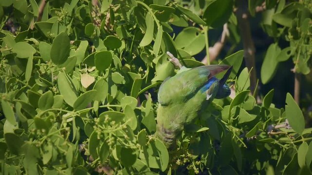 Rosy-faced Lovebird Agapornis roseicollis also Rosy-collared or Peach-faced lovebird, small parrot bird native to the Namibian savanna woodlands, several birds feed and sit in the tree.