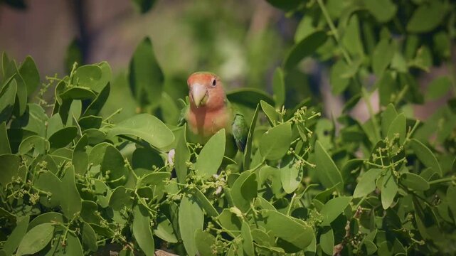 Rosy-faced Lovebird Agapornis roseicollis also Rosy-collared or Peach-faced lovebird, small parrot bird native to the Namibian savanna woodlands, several birds feed and sit in the tree.