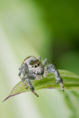 Macro foto de araña saltarina