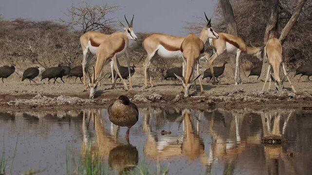 Springbok or springbuck Antidorcas marsupialis, slender, long-legged antelope found mainly in south and southwest Africa, genus Antidorcas, sunset in Namibian savanna, drink and graze with family herd
