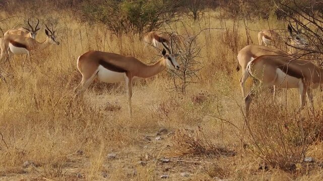 Springbok or springbuck Antidorcas marsupialis, slender, long-legged antelope found mainly in south and southwest Africa, genus Antidorcas, sunset in Namibian savanna, drink and graze with family herd