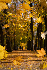 Floating golden maple leaves in warm autumn light over a forest path.