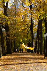 A dreamy autumn park scene with a floating leaf glowing in warm golden light.