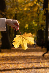 Close-up of a hand holding a golden leaf in glowing autumn light, over a forest path.