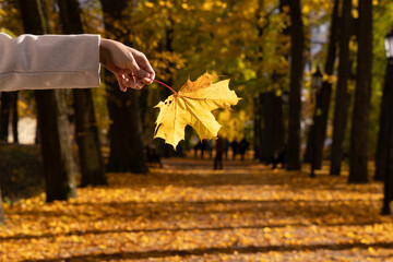 Close-up of a hand holding a golden leaf in glowing autumn light, over a forest path.