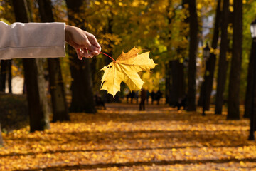 Close-up of a hand holding a golden leaf in glowing autumn light, over a forest path.