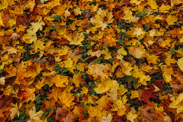 Maple leaves in autumn on the ground, colorful textures in warm tones, yellow, red, ochre contrasting with the green of the grass, creating harmonious colorful fall textured images. 