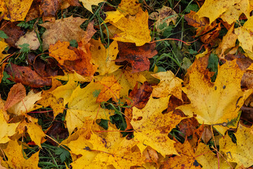 Maple leaves in autumn on the ground, colorful textures in warm tones, yellow, red, ochre contrasting with the green of the grass, creating harmonious colorful fall textured images. 