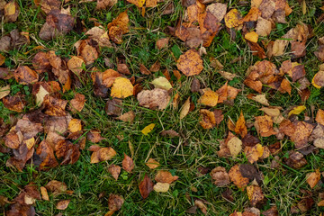 Colorful autumn leaves across bright green grass.