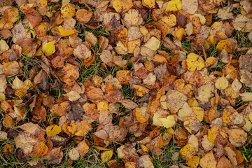 Dense carpet of warm autumn leaves over green grass.