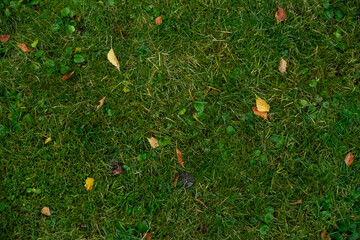 Natural green grass texture with scattered leaves