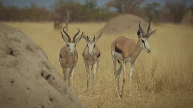 Springbok or springbuck Antidorcas marsupialis, slender, long-legged antelope found mainly in south and southwest Africa, genus Antidorcas, sunset in Namibian savanna, drink and graze with family herd