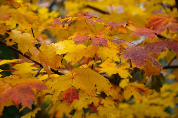 maple branch in autumn where the leaves have turned a bright yellow with shades of red and ochre and are ready to fall to the ground or fly away at the mercy of the wind.