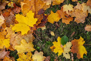 Maple leaves in autumn on the ground, colorful textures in warm tones, yellow, red, ochre contrasting with the green of the grass, creating harmonious colorful fall textured images. 