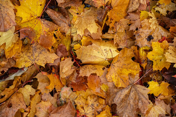 Maple leaves in autumn on the ground, colorful textures in warm tones, yellow, red, ochre contrasting with the green of the grass, creating harmonious colorful fall textured images. 