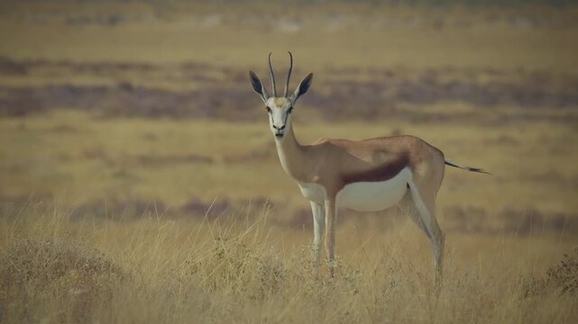 Springbok or springbuck Antidorcas marsupialis, slender, long-legged antelope found mainly in south and southwest Africa, genus Antidorcas, sunset in Namibian savanna, drink and graze with family herd