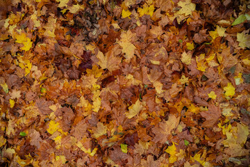 Maple leaves in autumn on the ground, colorful textures in warm tones, yellow, red, ochre contrasting with the green of the grass, creating harmonious colorful fall textured images. 