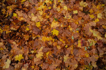 Maple leaves in autumn on the ground, colorful textures in warm tones, yellow, red, ochre contrasting with the green of the grass, creating harmonious colorful fall textured images. 