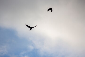 Fototapeta premium Two flying crows against the background of the sky