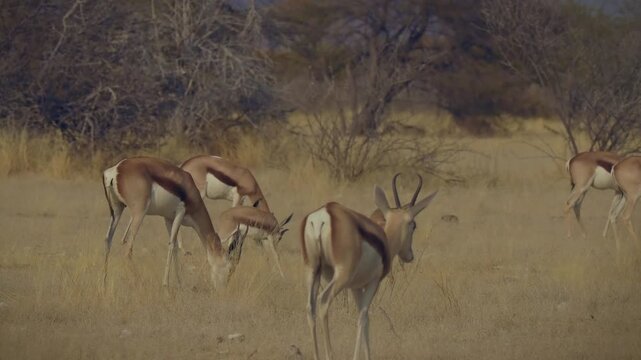 Springbok or springbuck Antidorcas marsupialis, slender, long-legged antelope found mainly in south and southwest Africa, genus Antidorcas, sunset in Namibian savanna, drink and graze with family herd