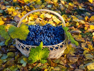 Harvest of red grapes in a basket