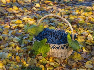 Harvest of red grapes in a basket