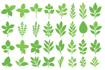 Hand-drawn culinary herb illustrations on green background