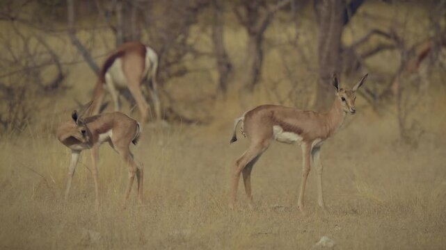 Springbok or springbuck Antidorcas marsupialis, slender, long-legged antelope found mainly in south and southwest Africa, genus Antidorcas, sunset in Namibian savanna, drink and graze with family herd