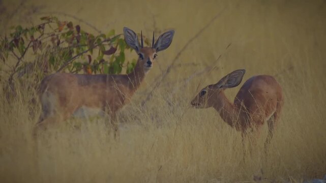 Steenbok Raphicerus campestris common small antelope of Africa, also steinbuck or steinbok, pair of small antelopes stands and feeds in Etosha savannah grassland in Namibia.