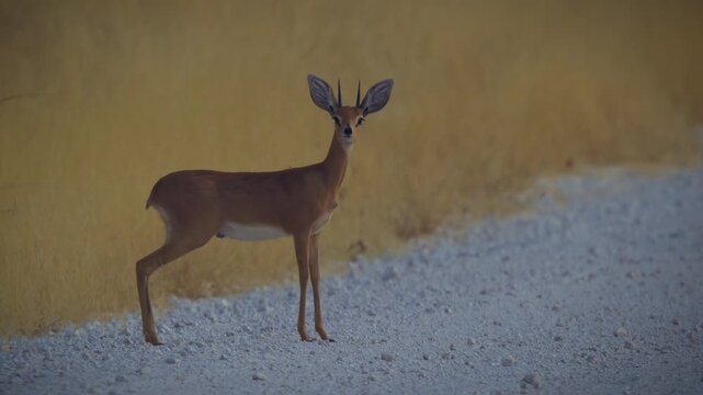 Steenbok Raphicerus campestris common small antelope of Africa, also steinbuck or steinbok, pair of small antelopes stands and feeds in Etosha savannah grassland in Namibia.