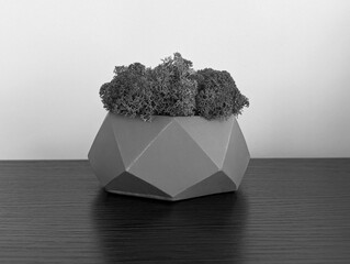monochrome shot of gray stabilized reindeer moss in a geometric concrete flower pot on dark wood,...