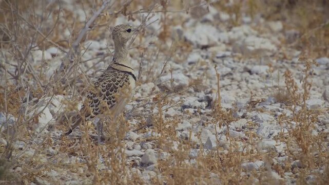 Walking bird in desert - Double-banded courser Rhinoptilus africanus also Two-banded courser bird in Glareolidae, eats mostly insects, catches its prey by quickly running, wading bird in dry grassland