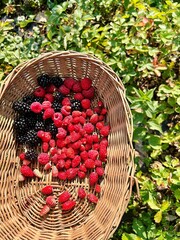 a basket with raspberries, wild strawberries and blackberries, fruit collected on the plot