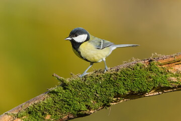 Great Tit (Parus major) — perched on a dry mossy branch, a common bird species in the wild in the Czech Republic.