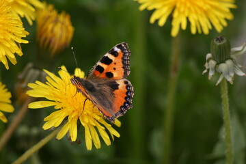 Papillon La petite Tortue qui butine sur un pissenlit