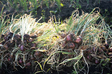 Happy Farmers Reap High Shallot Prices During Bountiful Harvest