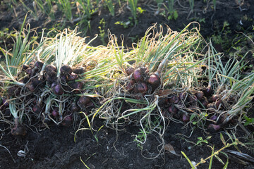 Happy Farmers Reap High Shallot Prices During Bountiful Harvest