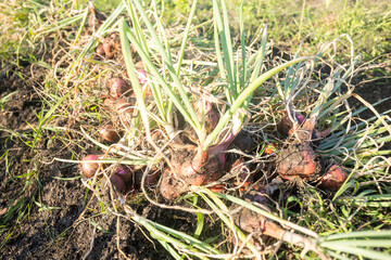 Happy Farmers Reap High Shallot Prices During Bountiful Harvest